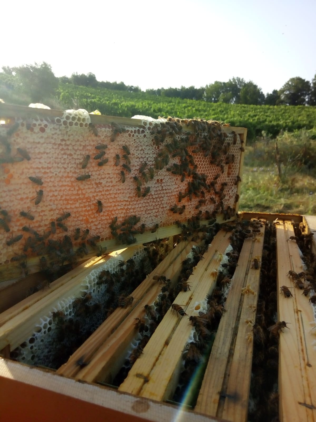 Custode di Biodiversità